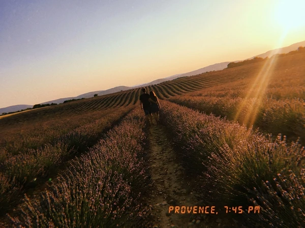 Vacation photo in Provence lavender fields